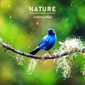 Natural Healing Music Zone - Vargens natt