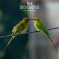 Natural Sample Makers、Nature Recordings、Natural Sound Makers - Bird Sing