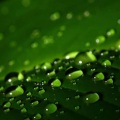 鹿屿 - 【音疗健康养生】盛夏的知了不知疲倦的叫着！身心疗愈-能量修复