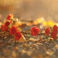 主播四川传媒3 - 布仁巴雅尔、乌日娜、英格玛 - 吉祥三宝 (2006央视狗年春节联欢晚会现场)