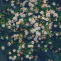 小阿港 - 那年花开