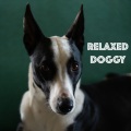 Dog Calming Music、Sleepy Dogs、Dog Music Club - Noble