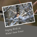 The Nature Soundscapes、Spa Station、Yoga Music Reflections - Singing Birds on Winter Snow Forest - 2 Hours