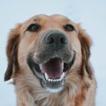 Musique pour Chiens、Sleepy Dogs、Dog Music Club - The Power of Love