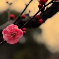 林诗音 - 梅花下舞