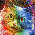 Cat Music、Music For Cats、Cat Music Experience - Lost in Memory