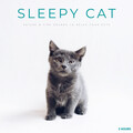 Soft Music Playlisted、Bird Sounds、Calm Meditation Therapy - Sleepy Cat: Nature & Fire Sounds To Relax Your Cats - 2 Hours