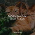 Music For Cats、Cat Music Experience、Cats Music Zone - Ocean Sunrise