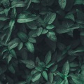 KANJIAN疗愈_静心助眠 - 保持冷静