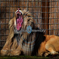 Deep Sleep Relaxation - Chilling Out