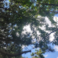 果味青橙 - 愿你被这个世界温柔以待