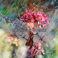 Bedtime Baby - Fantasy Of Sleep