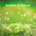 The Sound of the Rain、Rain Sounds FX、Rain Atmospheres、Loopable Atmospheres - Rain Sounds in the Amazon