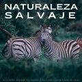 Academia de Música con Sonidos de la Naturaleza、Ruidos de la Selva、La mejor musica instrumental - Un Pájaro En El Bosque