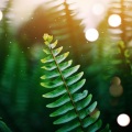 Sounds of Nature White Noise Sound Effects、Ambient Forest、Music For Absolute Sleep - Concerning Relaxation