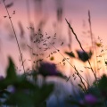 Lullabies for Deep Meditation、Sounds of Nature White Noise for Mindfulness Meditation and Relaxation、Zen - Natural Peace