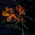 The Umlauts、Maria Uzor - Another Fact (Maria Uzor Remix)