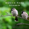 Especialistas de Musica para Dormir、Meditación Trascendental、Sonidos de la Naturaleza para Dormir - Paraíso De Las Hojas