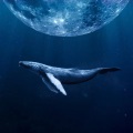 薯片君 - Blue Whale