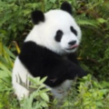 月巧熊猫 - 漂泊的人