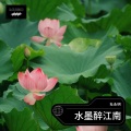 杜永明 - 水墨醉江南