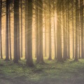 Academia de Relaxamento e Meditação, Relajar, Naturaleza Sonidos - Slow Snooze