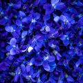 Sound Remedy - Violet