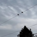 Bird Sounds - Everywhere