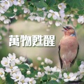 大自然声音、森林里安静音乐 - 432赫兹