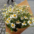 阿扣扣是二货、凉宫Ryomiya - 薄荷色夏天