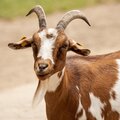 Soothing Breeze - Goat Yoga