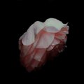 Lunaire - Bug Room