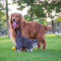 Birds In The Forest、Relaxation Playlist、Binaural Beats Pure - Tranquil Tunes for Playful Tails