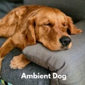 Calming Music For Pets - Snoozing Dog