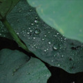 雪落静听 - 夜半轻私语
