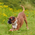 Sample Rain Library、Feel the Joy、Relaxing Dog Music Playlists - Dogs' Drizzly Delight