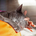 Dualizm、Regendum、The Cat Relaxer - Cat's Gentle Embrace