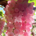 李懋懋呀 - 藏