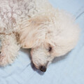Relaxation Piano in Mind、Calming Rain、Sleeping Music For Dogs - Canine Raindrop Piano Bliss