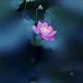 雪落静听 - 旧梦