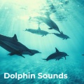 Oceanografers、Nature Sounds Natural Music、Whales Sample、Humpback Sounds、La nature、Baltic Nature Sounds、Relaxing Noises - Dolphins Dancing in Deep Waters