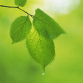 无限花期 - 香气弥漫的时光