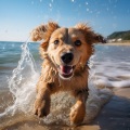 sonidotopía、Banco del Océano、La serie del compositor canino - Armonía Binaural De Perros En El Océano