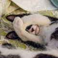 Music for Sleep、Sleep Waves、Baby Lullaby - Dream's Gates