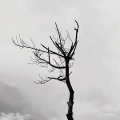 zr - 身骑白马