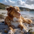 Lista de reproducción tranquila、Sonidos de la laguna azul tropical、Música para perros y gatos - Océano Suave Para La Relajación De Las Mascotas