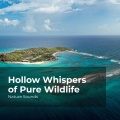 Sleep Sounds of Nature、Nature Sounds Nature Music、Nature Sounds - Virgin Tropical Forest