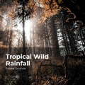 Forest Sounds、Ambient Forest、Rainforest Sounds - Birds in Intense Wind