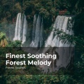 Forest Sounds、Ambient Forest、Rainforest Sounds - Listen to the Woods
