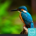 Tri-Calm Relaxation - Bird Sounds Audio Track 10